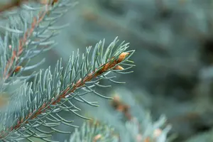 Picea pungens - 'Fat Albert' Spruce 150cm bb / 5' - image 4
