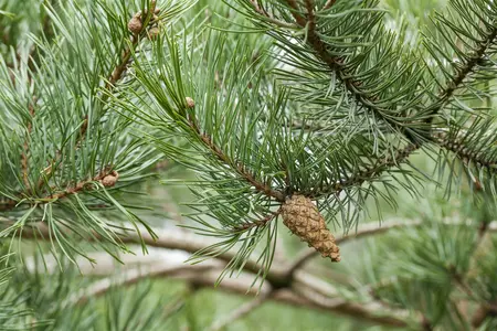 Pinus sylvestris - 'Scot's' Pine 1 gal - image 3