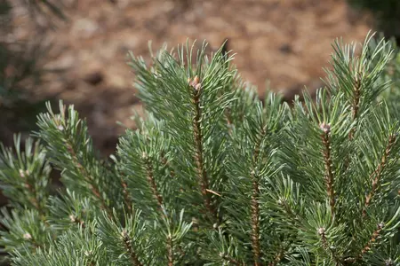 Pinus sylvestris - 'Scot's' Pine 150cm bb / 5' - image 1