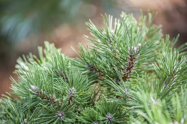 Pinus uncinata - Mountain Pine 1 gal - image 1