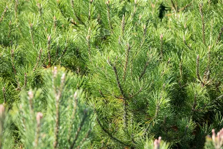 Pinus uncinata - Mountain Pine 1 gal - image 2