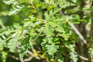 Quercus macrocarpa - Bur Oak 80mm BB 3.00" - image 5