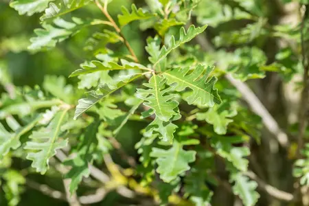 Quercus macrocarpa - Bur Oak 2 gal - image 1