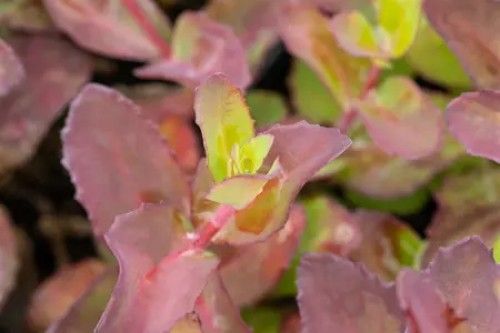 Sedum - 'Matrona' Stonecrop 1 gal outdoor - image 4