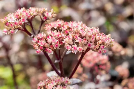 Sedum - 'Matrona' Stonecrop 1 gal outdoor - image 5