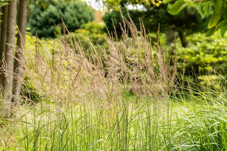 Sorghastrum nutans - Indian Grass 1 gal outdoor