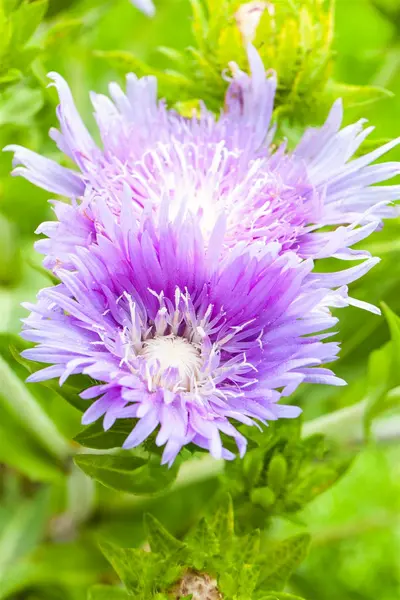 Stokesia laevis - Stoke's Aster 1 gal outdoor - image 2