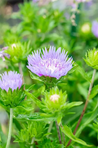 Stokesia laevis - Stoke's Aster 1 gal outdoor - image 3