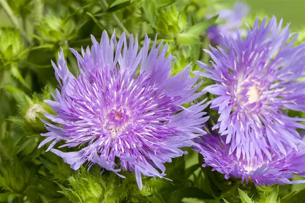 Stokesia laevis - Stoke's Aster 1 gal outdoor - image 1