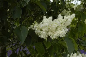 Syringa reticulata - 'Ivory Silk' Japanese Tree Lilac 65mm BB 2.50"