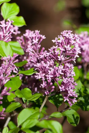 Syringa x pres. - 'Royalty' Lilac 5 gal