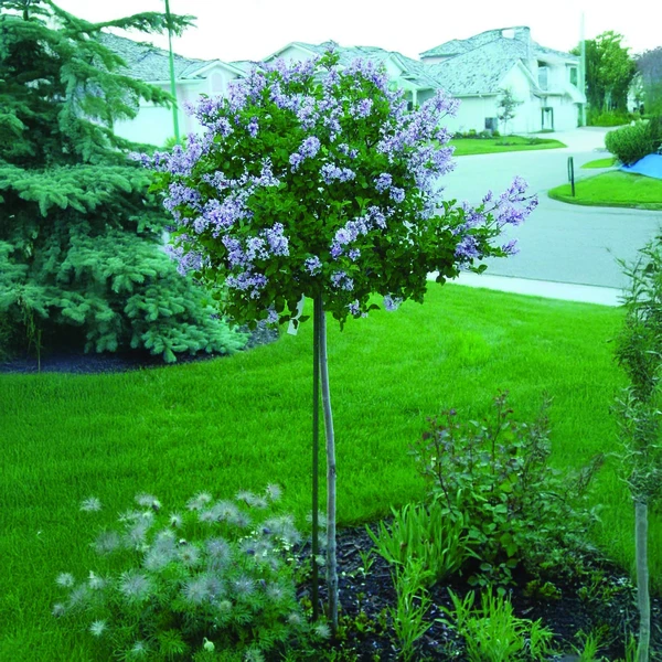 Topgrafts & Topworked