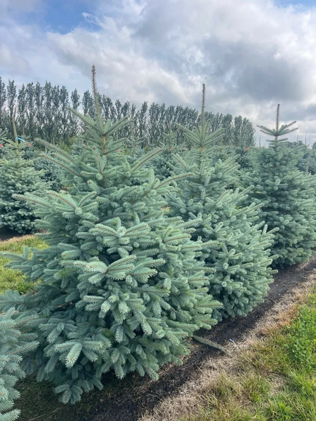 Trees - B&B/Wire Basket